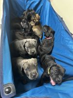 Cane Corso Puppies for sale in Sparta, MI 49345, USA. price: $1,200