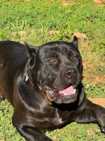 Cane Corso Puppies for sale in 305 N Fayette Dr, Fayetteville, GA 30214, USA. price: $2,000
