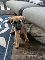 Cane Corso Puppies for sale in Memphis, MO 63555, USA. price: $500