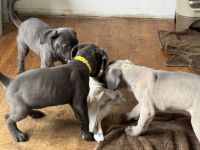 Cane Corso Puppies for sale in Medford, NY, USA. price: NA