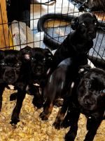 Cane Corso Puppies for sale in McKeesport, PA, USA. price: $1,000