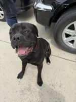 Cane Corso Puppies for sale in Salt Lake City, UT, USA. price: $4,500