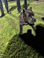 Cane Corso Puppies for sale in Norwalk, CA 90650, USA. price: NA