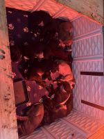 Cane Corso Puppies for sale in Newburgh, NY 12550, USA. price: $1,500