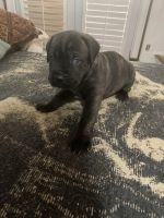 Cane Corso Puppies for sale in Pinnacle, NC 27043, USA. price: NA