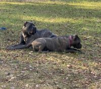 Cane Corso Puppies for sale in Columbia, SC, USA. price: $2,500