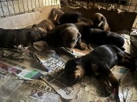 Cane Corso Puppies for sale in Mt Vernon, NY, USA. price: $500