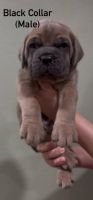 Cane Corso Puppies for sale in Dallas, TX, USA. price: $3,000