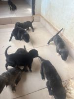 Cane Corso Puppies for sale in Benin City, Edo, Nigeria. price: 350,000 NGN