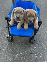 Cane Corso Puppies for sale in Mt Laurel Township, NJ, USA. price: $2,000