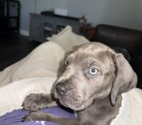 Cane Corso Puppies for sale in Howey-In-The-Hills, FL 34737, USA. price: $2,000