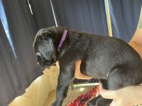 Cane Corso Puppies for sale in Gatesville, TX, USA. price: $1,250