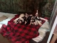 Cane Corso Puppies for sale in Rosedale, MD, USA. price: $550