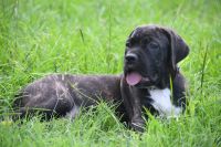 Cane Corso Puppies for sale in Overton, TX, USA. price: $1,500