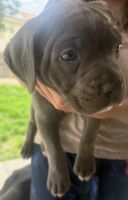 Cane Corso Puppies for sale in Denver, CO, USA. price: $800