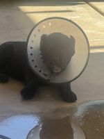 Italian Mastiff 9wks