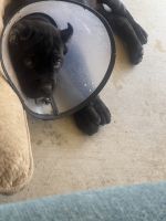 Italian Mastiff 9wks