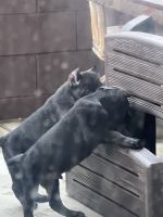 Cane Corso Puppies for sale in Menifee, CA, USA. price: $1,500