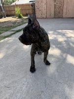 Cane Corso Puppies for sale in 275 Vista Larga SW, Los Lunas, NM 87031, USA. price: NA