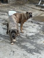 Full blooded cane corso pups