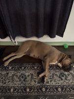 Full blooded cane corso pups