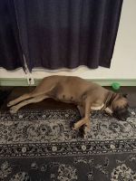 Full blooded cane corso pups