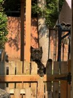 Pure bred cane corso