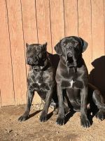 Cane Corso Puppies for sale in Everett, WA 98204, USA. price: $1,000