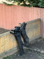 Pure bred cane corso