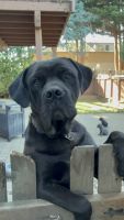 Pure bred cane corso