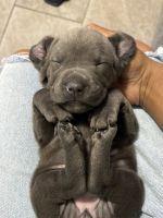 Cane Corso Pitbull mix