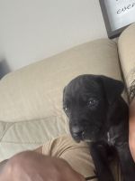 Cane Corso Pitbull mix