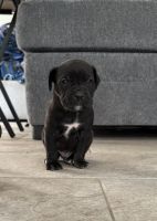 Cane Corso Pitbull mix