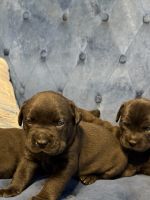 Beautiful Cane Corso Puppies