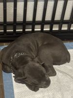 Cane Corso Puppies for sale in Fort Worth, TX, USA. price: $1,200
