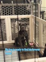 Cane Corso Puppies for sale in Queen Creek, AZ, USA. price: $2,500
