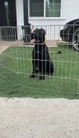 Cane Corso Puppies for sale in Fontana, CA, USA. price: NA