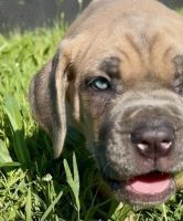 Cane Corso Puppies for sale in Dowelltown, TN, USA. price: $3,000