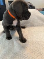 Cane Corso puppies