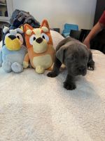 Cane Corso puppies