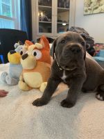 Cane Corso puppies