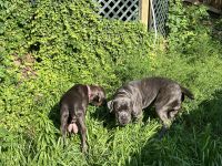 Cane Corso Puppies for sale in Dumfries, VA, USA. price: $1,000