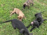 Cane Corso puppies