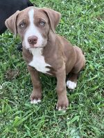 Cane Corso Puppies for sale in Asher, OK 74826, USA. price: $350