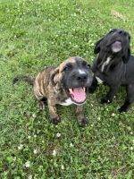 Cane Corso puppies