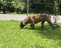 Cane Corso Puppies for sale in Pikeville, KY 41501, USA. price: $500