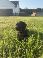 Cane Corso Puppies for sale in Rocky Mount, NC, USA. price: NA
