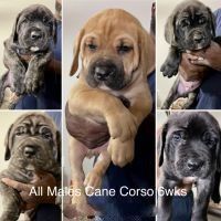 Cane Corso Puppies for sale in Stone Mountain, GA 30083, USA. price: $2,200