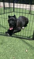 Cane Corso Puppies for sale in Fontana, CA, USA. price: NA