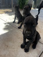 Cane Corso Puppies for sale in Fontana, CA 92335, USA. price: $1,500
